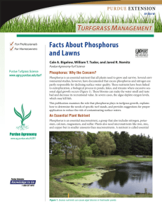Facts About Phosphorus and Lawns