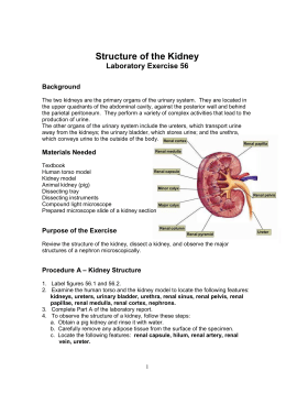 kidney dissection worksheet