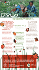 Ladybugs - Lost Ladybug Project