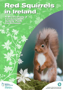 red squirrel education pack