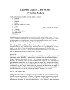 Leopard Gecko Care Sheet By Steve Sykes