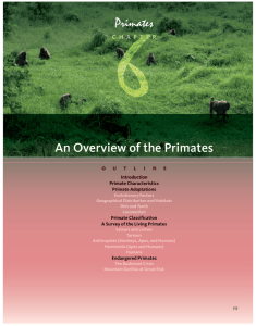 An Overview of the Primates - MSU Department of Anthropology