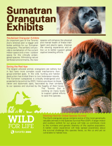 Sumatran Orangutan Exhibits