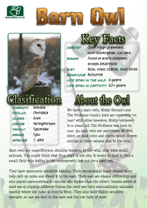 Barn Owl - animalparties.co.uk