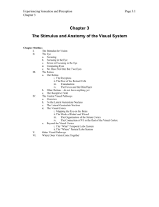 Chapter 3: The Stimulus and Anatomy of the Visual System