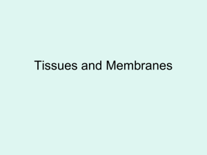 Tissues and Membranes