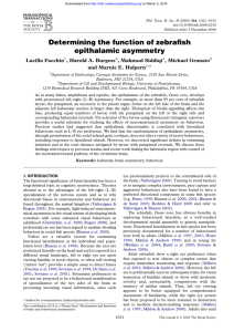 Determining the function of zebrafish epithalamic asymmetry