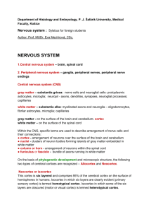 Nervous system_ hist..