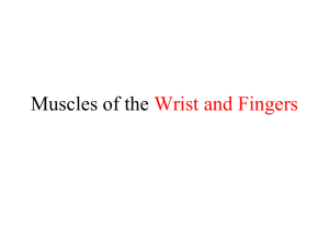 Muscles of the Upper Extremity that act at the Wrist and Hand