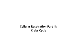 Cellular Respiration Part III: Krebs Cycle