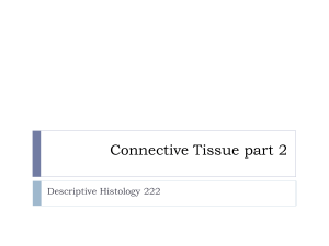Connective Tissue part 2