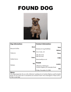 found dog - National Brussels Griffon Rescue, Inc.