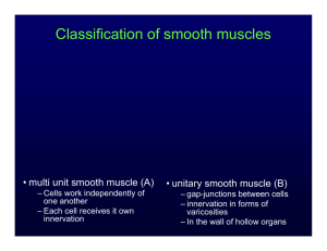 Classification of smooth muscles