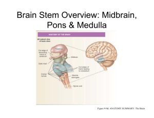 Brain Stem Overview: Midbrain, Pons & Medulla