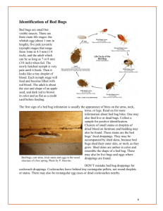 Identification of Bed Bugs