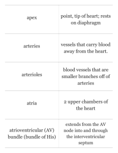 Print › Ch. 11 - The Cardiovascular System | Quizlet