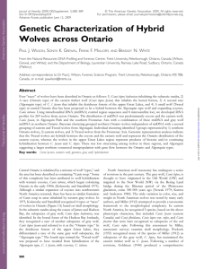 Genetic Characterization of Hybrid Wolves across Ontario