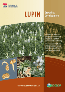 Lupin growth and development - NSW Department of Primary