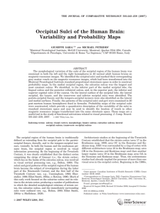 Occipital sulci of the human brain: Variability and