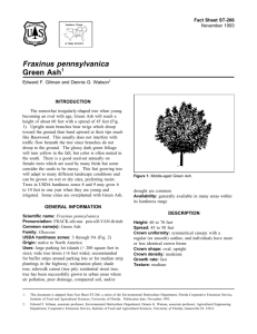 Fraxinus pennsylvanica Green Ash