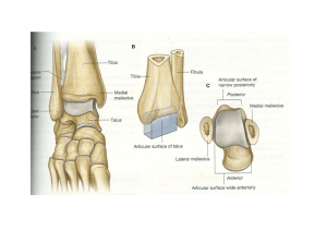 Joints of foot