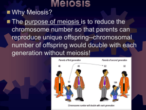 Why Meiosis? The purpose of meiosis is to reduce the chromosome