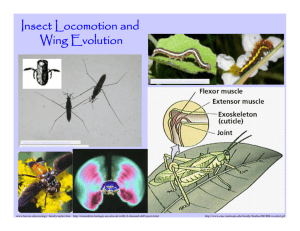 Insect Locomotion and Wing Evolution