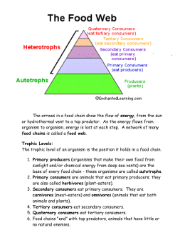 Food Chains and Food Webs: What`s for Dinner?