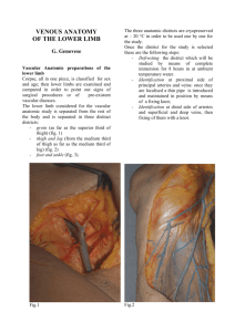 venous anatomy of the lower limb - S.I.F.