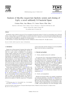 Analysis of Bacillus megaterium lipolytic system and cloning of LipA