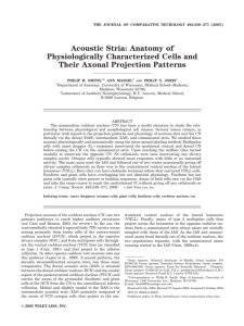 Acoustic stria: Anatomy of physiologically characterized