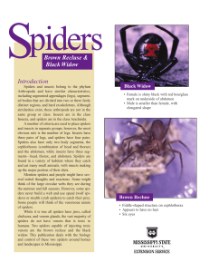 P2154 Spiders: Brown Recluse & Black Widow