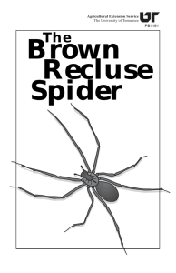 The Brown Recluse Spider - University of Tennessee Extension