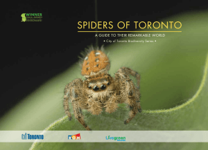 Spiders of Toronto