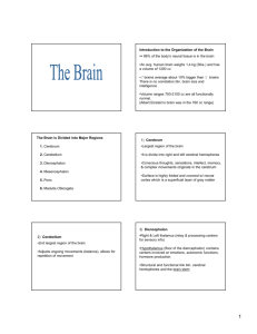 Introduction to the Organization of the Brain •≈ 98% of the body's