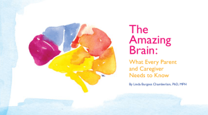 The Amazing Brain - Institute for Safe Families