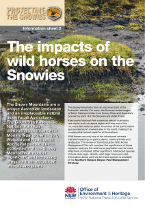 The impacts of wild horses on the Snowies