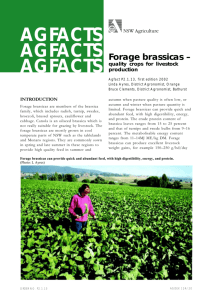 Forage brassicas - quality crops for livestock production