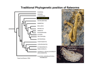 Traditional Phylogenetic position of flatworms