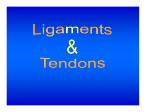 Ligaments & Tendons