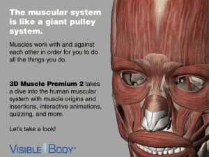 The muscular system is like a giant pulley system.
