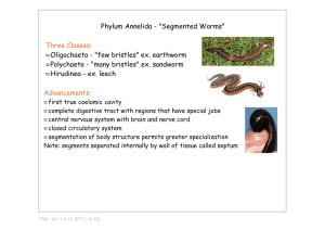 Phylum Annelida - "Segmented Worms" Three Classes