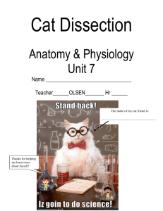cat dissection - Monona Grove School District