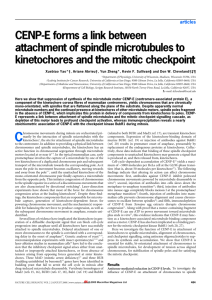 CENP-E forms a link between attachment of spindle microtubules to