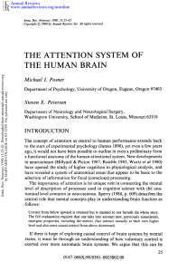 The Attention System of the Human Brain