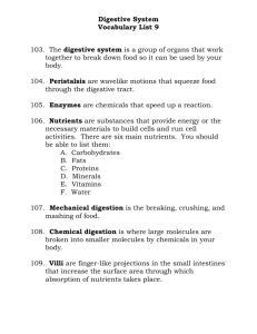 Vocabulary List 9: Digestive System