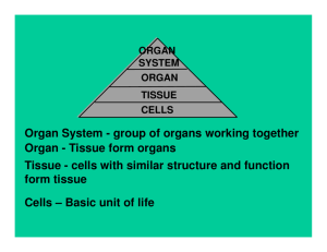 Organ System - group of organs working together Organ