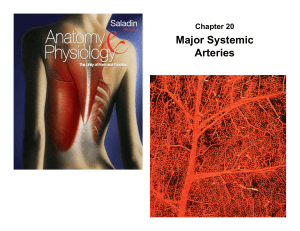 C20 4 major systemic arteries