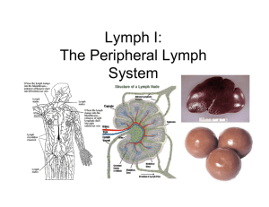 Lymph I: The Peripheral Lymph System