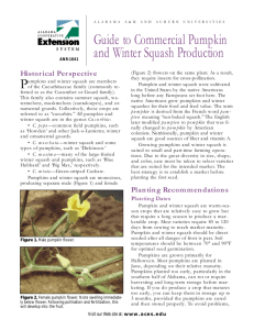 Guide to Commercial Pumpkin and Winter Squash Production